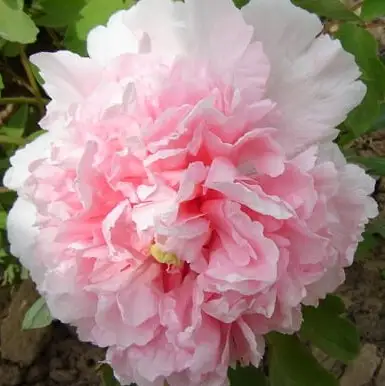 Пион БУКЕТ РОЗОВЫХ ГВОЗДИК древовидный в Самохваловичи