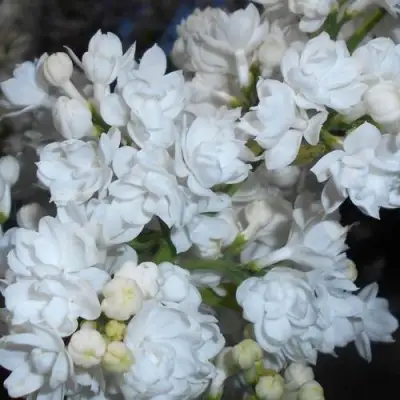 Сирень МИСС ЭЛЕН ВИЛМОТТ в Самохваловичи