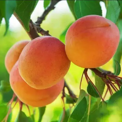 Абрикос ДЕБЮТ в Самохваловичи