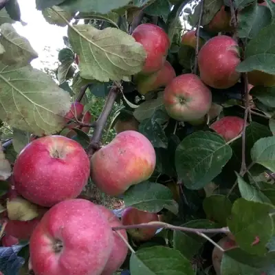 Яблоня АЛЬВА в Самохваловичи