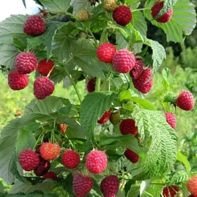 Малина БРУСИЛОВСКАЯ в Самохваловичи