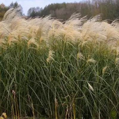 Мискантус ВАНИЛЛА СКАЙ китайский в Самохваловичи