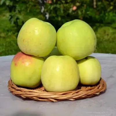 Яблоня БИРСКОЕ ГРУШЕВОЕ (БИЧИК) в Самохваловичи