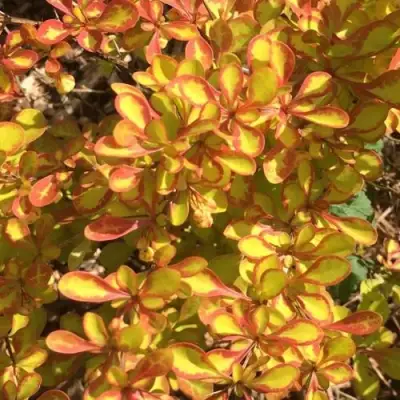 Барбарис САММЕР САНСЕТ тунберга в Самохваловичи