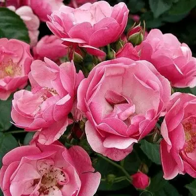 Роза АНГЕЛА флорибунда в Самохваловичи