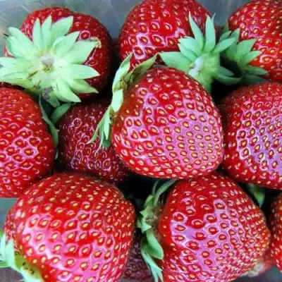 Клубника МАЛЬВИНА в Самохваловичи