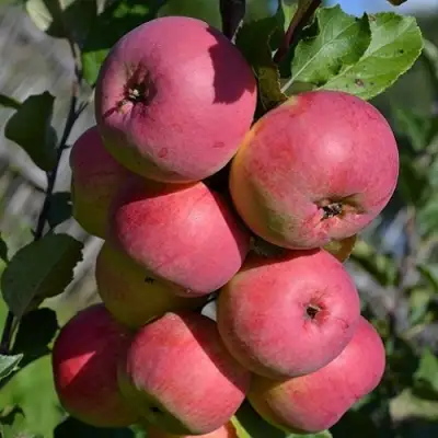 Яблоня ВЭМ-РОЗОВЫЙ в Самохваловичи