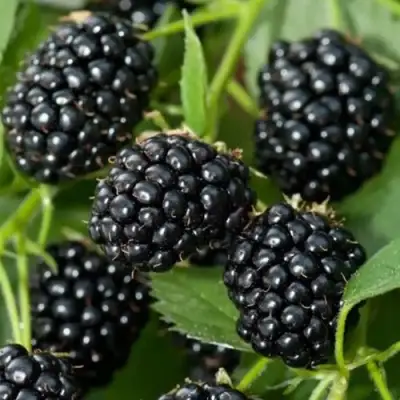 Ежевика ТРИПЛ КРАУН бесшипная  в Самохваловичи