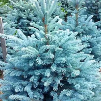 Ель МАДЖЕСТИК БЛЮ колючая в Самохваловичи