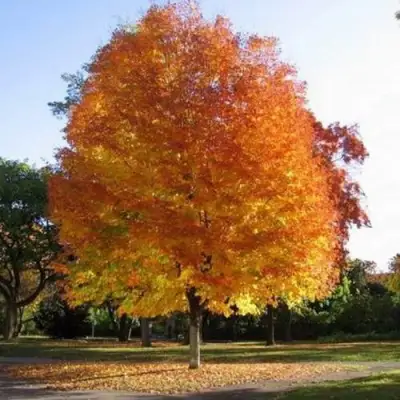 Клен серебристый в Самохваловичи