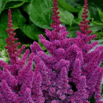 Астильба БЛЭК ЭНД БЛУ китайская в Самохваловичи