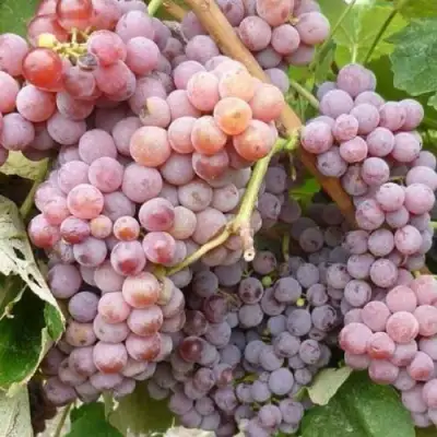 Виноград РИЛАЙНС ПИНК СИДЛИС в Самохваловичи