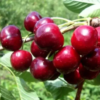 Вишня ВЯНОК в Самохваловичи