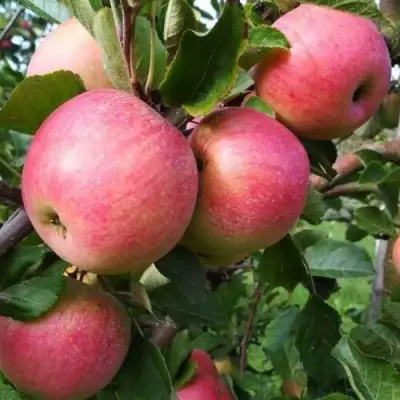 Яблоня ТЕРЕМОК в Самохваловичи