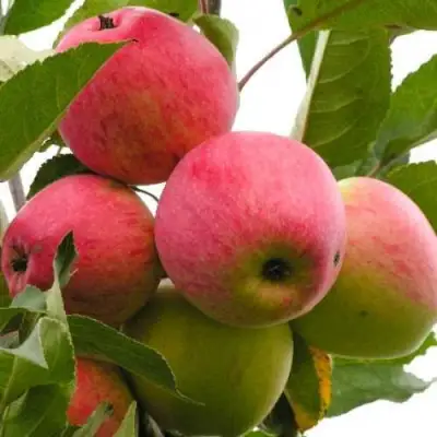 Яблоня МЕЧТА в Самохваловичи