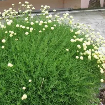 Сантолина зеленеющая в Самохваловичи