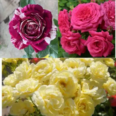 Комплект РОЗОВЫЙ АКЦЕНТ в Самохваловичи