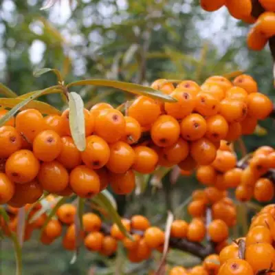 Облепиха РОСИНКА в Самохваловичи