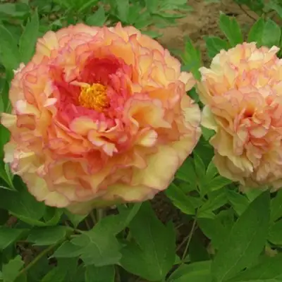 Пион ЗОЛОТАЯ РОССЫПЬ древовидный в Самохваловичи