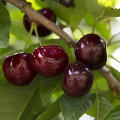 Вишня ЛАСУХА в Самохваловичи