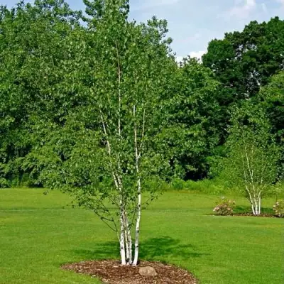 Береза бумажная в Самохваловичи