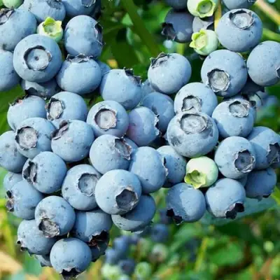 Голубика ПУРУ в Самохваловичи