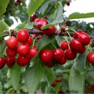 Черешня ДОНЕЦКАЯ КРАСАВИЦА в Самохваловичи