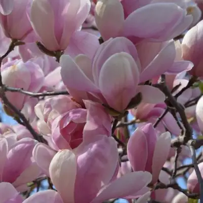 Магнолия ГАЛАКСИ в Самохваловичи