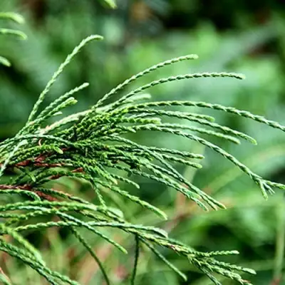 Туя ВИПКОРД складчатая в Самохваловичи