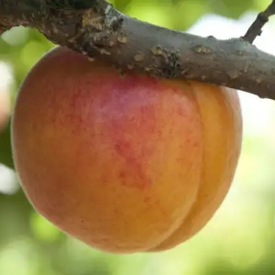  АПРИУМ в Самохваловичи