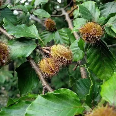 Бук обыкновенный в Самохваловичи