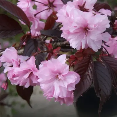 Сакура РОЯЛ БУРГУНДИ в Самохваловичи