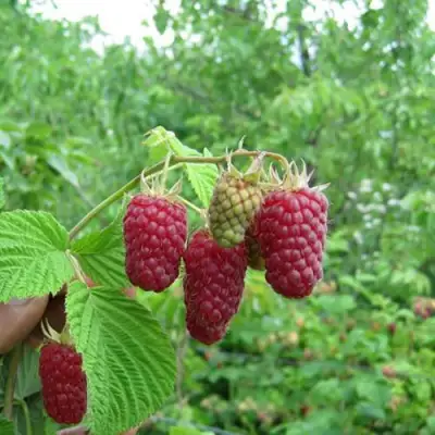 Малина ЛЯЧКА (ЛАШКА, ЛЯШКА) в Самохваловичи