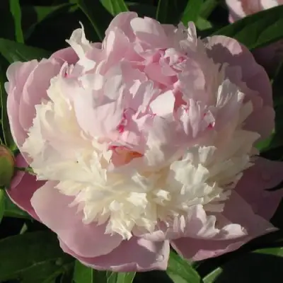 Пион ЩЕРБЕТ травянистый в Самохваловичи