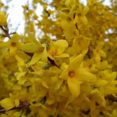 Форзиция ТАРАНДТ промежуточная в Самохваловичи