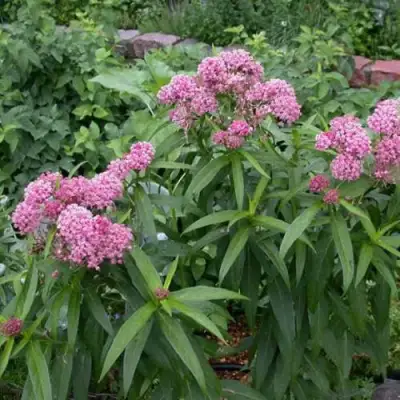 Ваточник МЯСО-КРАСНЫЙ в Самохваловичи