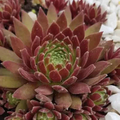 Молодило ЛЮФТШПРУНГ в Самохваловичи