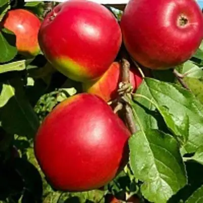 Яблоня РЕДФРИ в Самохваловичи