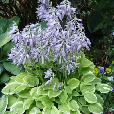 Хоста ГОЛДЕН ТИАРА в Самохваловичи