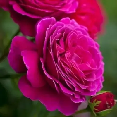 Роза МАЛИНОВЫЙ ЗВОН чайно-гибридная в Самохваловичи