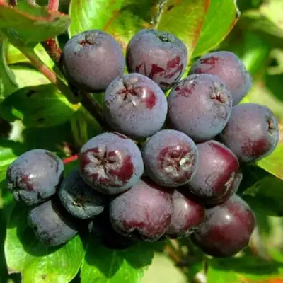 Рябина ЛИКЁРНАЯ сладкоплодная в Самохваловичи