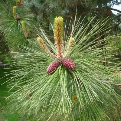 Сосна желтая  в Самохваловичи