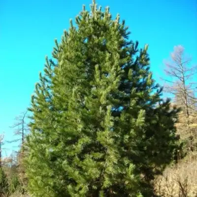 Сосна кедровая сибирская в Самохваловичи