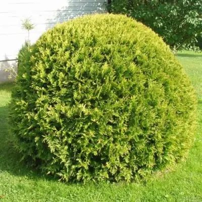 Туя ДАНИКА АУРЕА западная в Самохваловичи