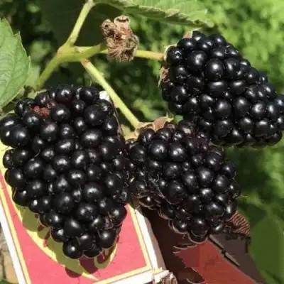 Ежевика ПРАЙМ АРК 45 ремонтантная   в Самохваловичи