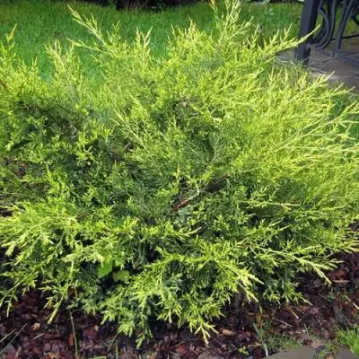 Можжевельник КУРИВАО ГОЛД китайский в Самохваловичи