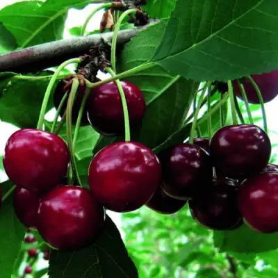 Дюк ЖИВИЦА (ЧЕРЕВИШНЯ) в Самохваловичи