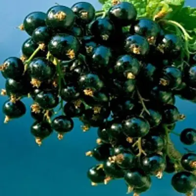 Смородина чёрная ИЗЮМНАЯ в Самохваловичи