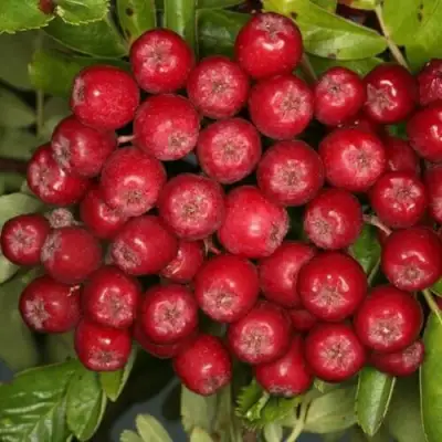 Рябина РУБИНОВАЯ сладкоплодная в Самохваловичи