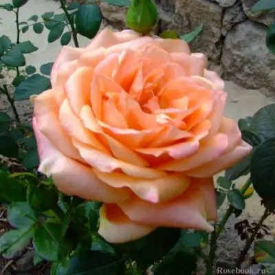 Роза ЭЛЬДОРАДО чайно-гибридная в Самохваловичи